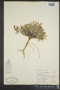 Astragalus purshii image