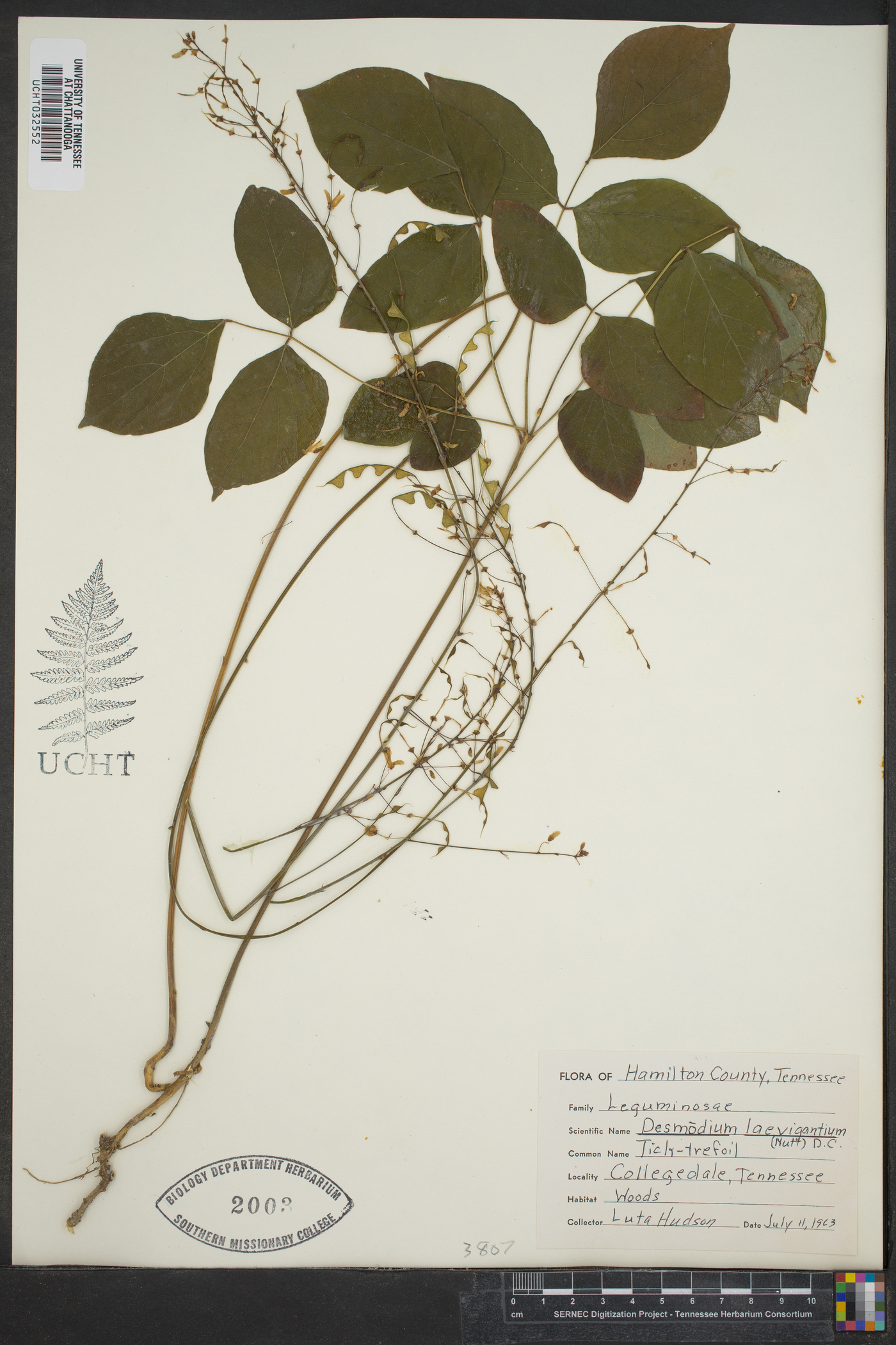 Desmodium laevigatum image