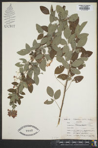 Lespedeza bicolor image