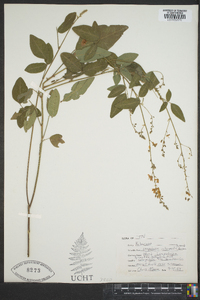 Lespedeza intermedia image