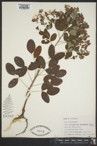 Lespedeza intermedia image