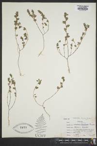 Lespedeza stipulacea image