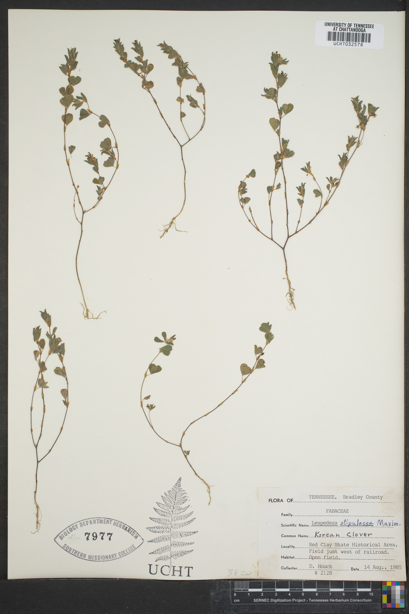 Lespedeza stipulacea image