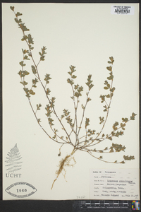 Lespedeza stipulacea image