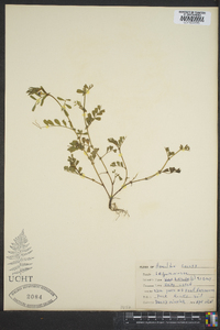 Vicia hirsuta image