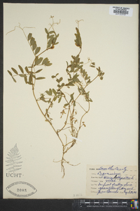 Vicia lathyroides image