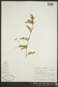 Vicia tetrasperma image