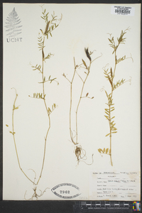 Vicia sativa subsp. nigra image