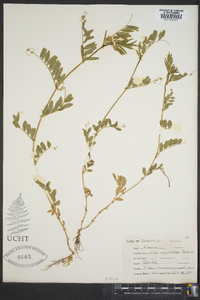 Vicia sativa subsp. nigra image