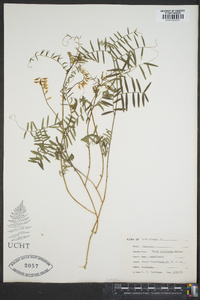 Vicia caroliniana image