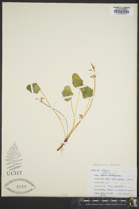 Image of Hesperoxalis trilliifolia