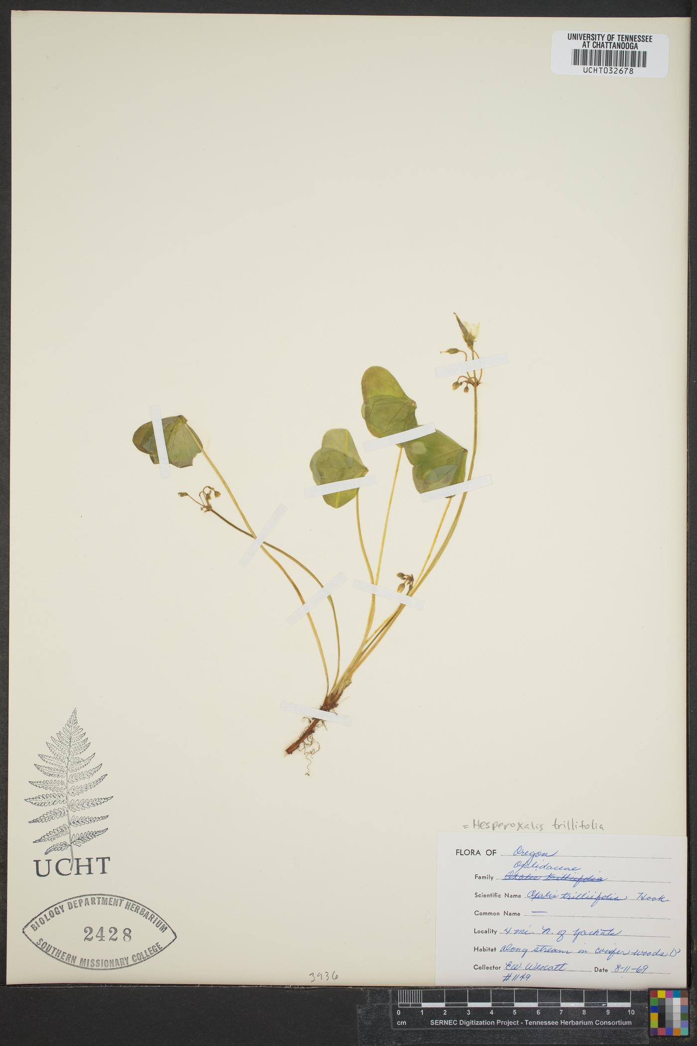 Hesperoxalis trilliifolia image