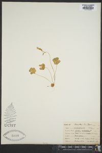 Oxalis violacea image