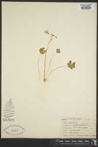 Oxalis violacea image