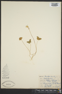 Oxalis violacea image