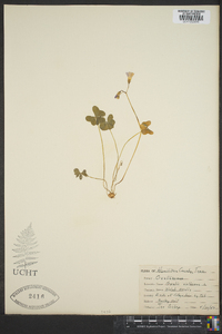 Oxalis violacea image