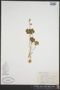 Oxalis violacea image