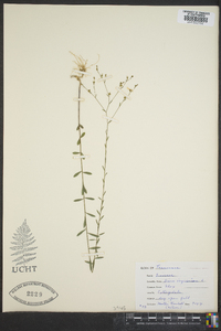 Linum virginianum image