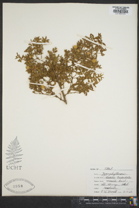 Larrea tridentata image