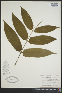 Ailanthus altissima image