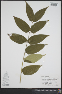 Ailanthus altissima image