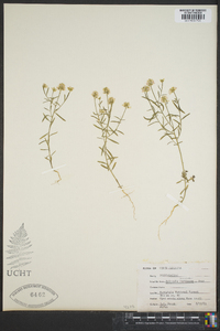 Polygala curtissii image