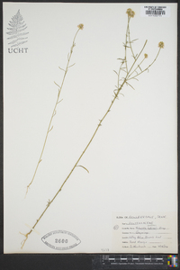 Polygala curtissii image