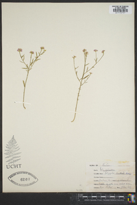 Polygala curtissii image