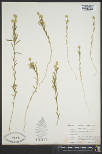 Polygala curtissii image