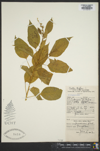 Croton tiglium image