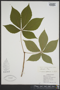 Aesculus flava image