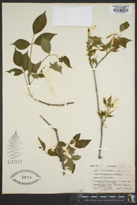 Staphylea trifolia image