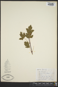 Acer glabrum image