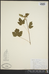 Acer glabrum image