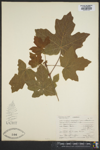 Acer macrophyllum image