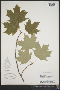 Acer nigrum image