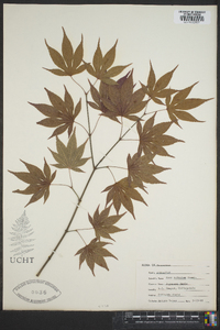 Acer palmatum image