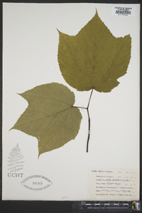 Acer pensylvanicum image