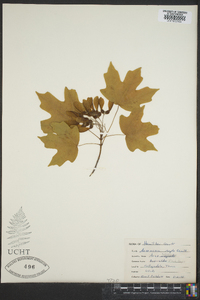 Acer nigrum image