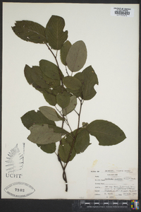 Berchemia scandens image