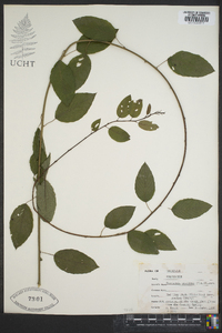 Berchemia scandens image