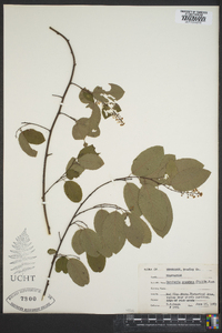 Berchemia scandens image