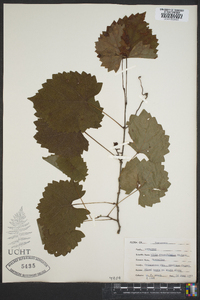 Vitis rotundifolia image