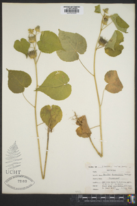 Abutilon theophrasti image