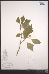 Hibiscus laevis image