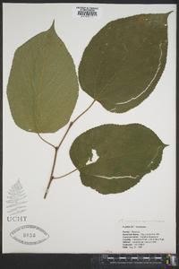 Tilia americana var. caroliniana image