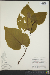 Tilia americana var. heterophylla image