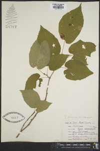 Tilia heterophylla image