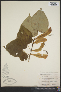 Tilia americana var. heterophylla image