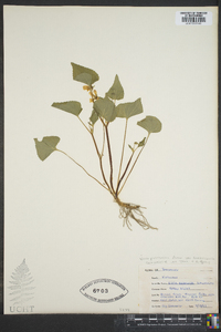 Viola pubescens var. scabriuscula image